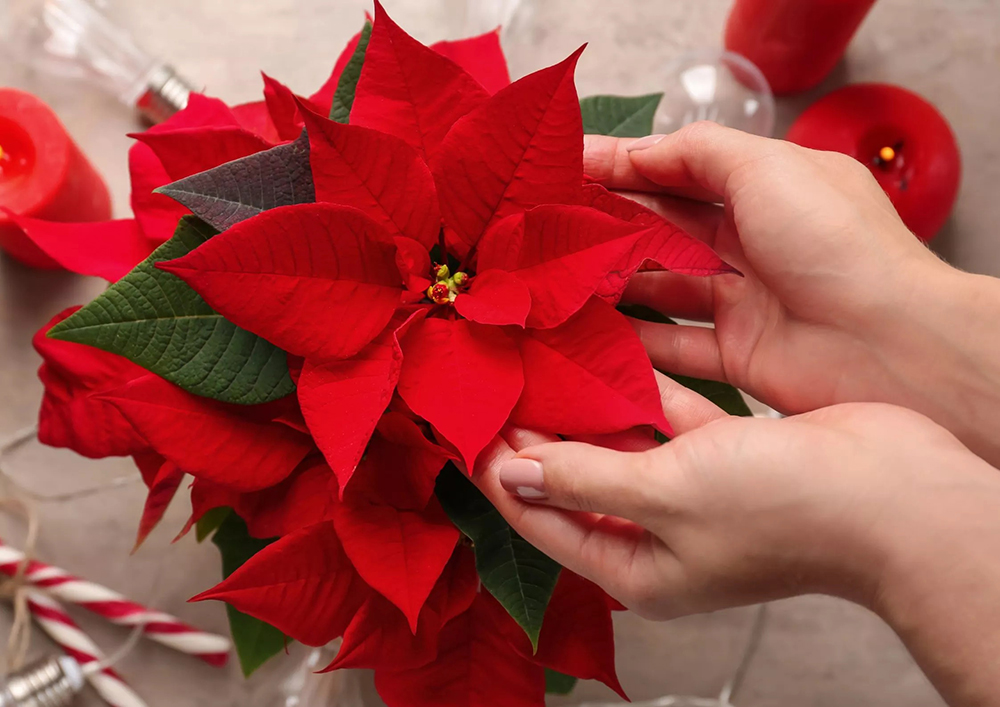 Christmas Flower and Plants to USA Online