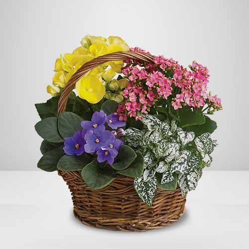 Colorful Plants Collection-Good Housewarming Plants