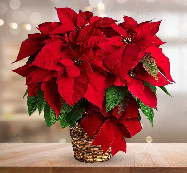 - Red Poinsettia Christmas Plant Delivery | Festive Red Poinsettia Arrangement