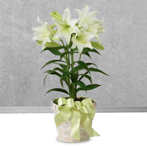 Elegant White Lily Easter Plant | Easter Lily Delight