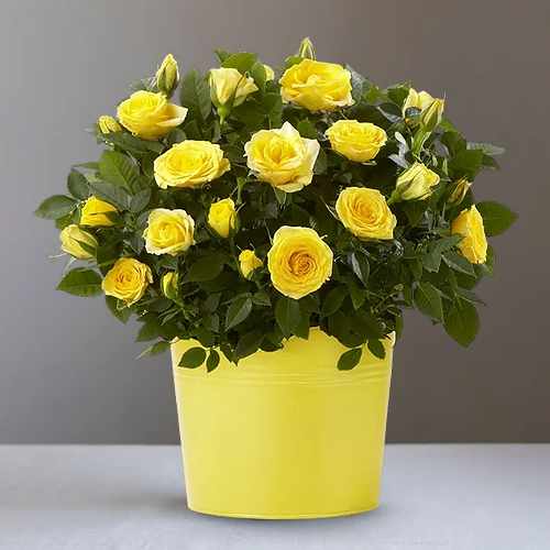 Sunshine Yellow Rose Plant – A Bright And Cheerful Gift Of Blooming Beauty | Yellow Rose Plant