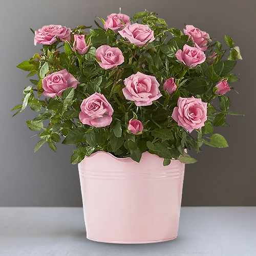 Pink Rose Plant