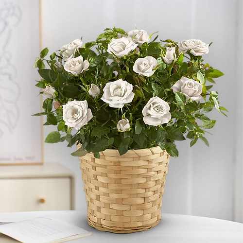 White Rose Plant