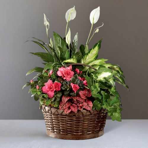 Pink Daydreams Dish Garden – A Living Tribute Of Comfort And Remembrance | Pretty In Pink Dish Garden