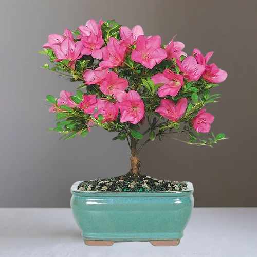 Pink Azalea Bonsai – A Charming Gift Of Beauty, Joy, And Lasting Elegance | Charming Azalea Bonsai