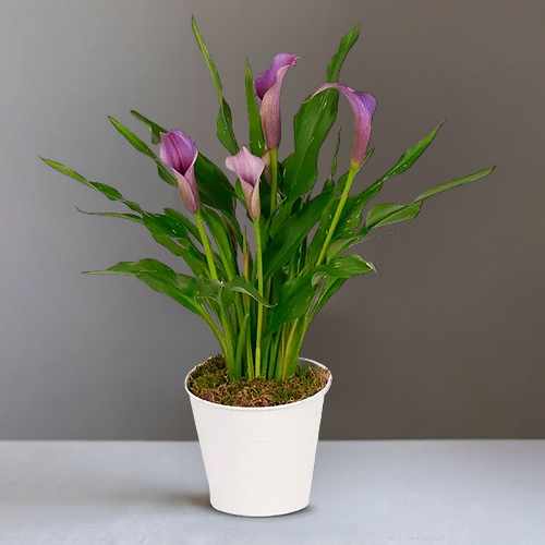 Perfectly Purple Calla Lily Plant – A Gift Of Elegance And Lasting Beauty | Purple Grace Calla Plant