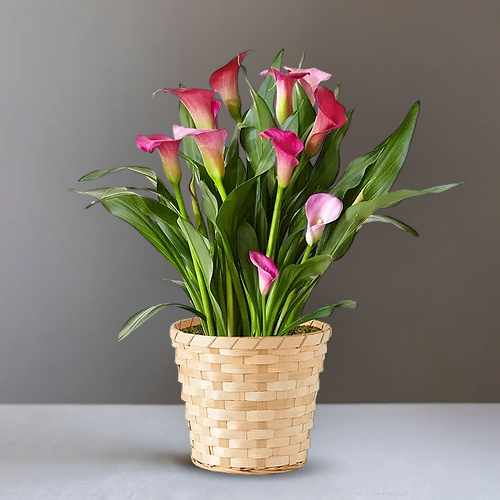 Pink Calla Lily Potted Plant – A Charming Gift Of Beauty And Appreciation | Pink Charm Calla Lily