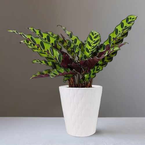 Rattlesnake Calathea Plant – A Stylish Gift Of Natural Beauty And Serenity | Rattlesnake Calathea Plant