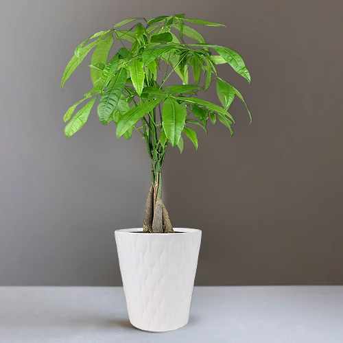 Good Fortune Money Tree – A Symbol Of Prosperity, Luck, And Lasting Growth | Lucky Money Tree Plant