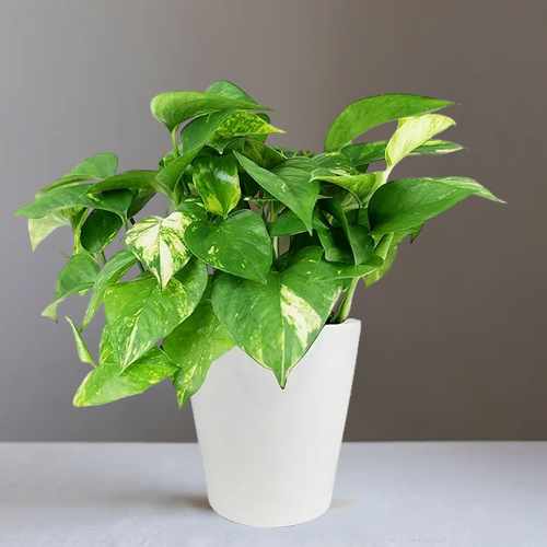 Peaceful Pothos Planter – A Timeless Gift Of Greenery And Lasting Beauty | Green Serenity Pothos
