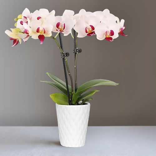 Whimsy & Wonder Mini Orchid – A Delightful Gift Of Elegance And Charm | Mini Orchid Delight