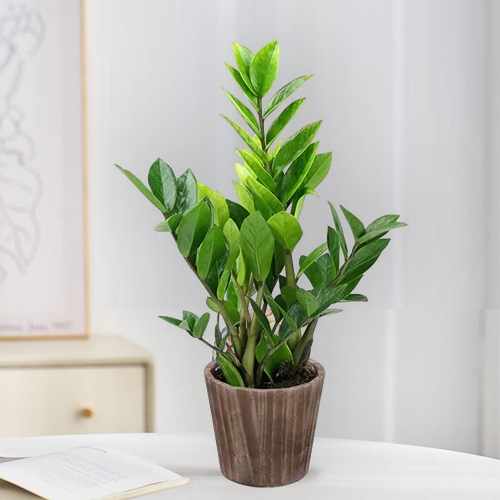 Potted ZZ Houseplant – A Stylish Gift Of Prosperity And Lasting Greenery | Zz Plant Paradise