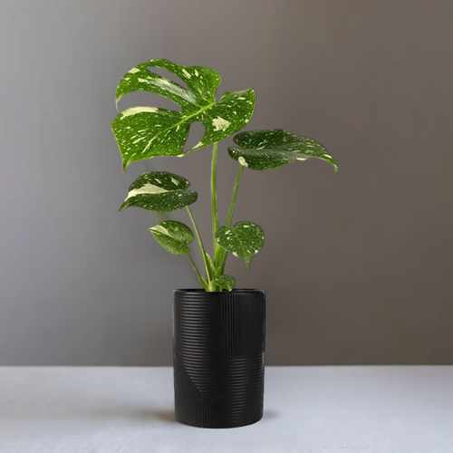 Modern Monstera Plant – A Trendy Gift Of Style, Growth, And Natural Beauty | Lush Monstera Paradise