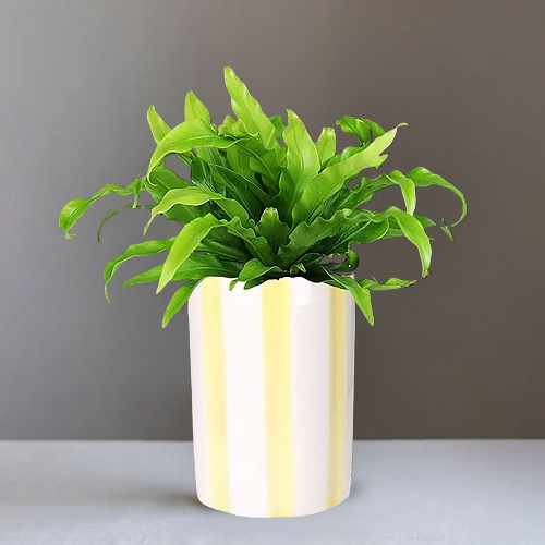 Bird's Nest Fern Plant – A Refreshing Gift Of Greenery And Natural Charm | Green Fern Delight