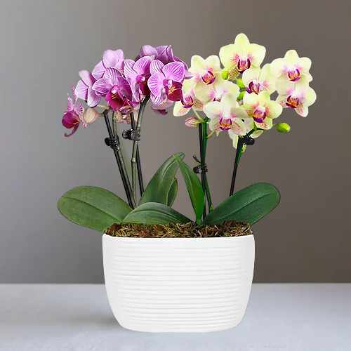 Strawberry Lemonade Mini Orchid Duo – A Bright Gift Of Joy And Elegance | Elegant Orchid Treasure