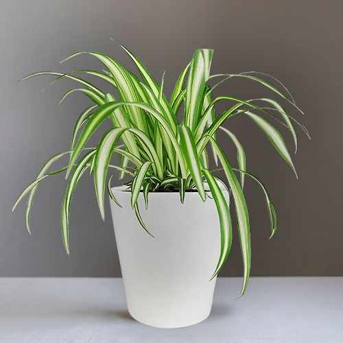 Stunning Spider Plant – A Fresh And Timeless Gift Of Natural Beauty | Evergreen Spider Plant