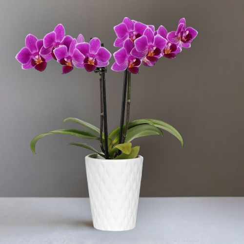 Touch Of Royalty Mini Orchid – A Graceful Gift Of Elegance And Charm | Precious Mini Orchid