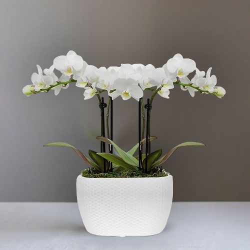 Glorious Mini Orchid Planter – A Radiant Gift Of Elegance And Serenity | Orchid Whisper Plant