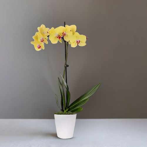 Lustrous Yellow Orchid Plant – A Bright Gift Of Joy, Warmth, And Elegance | Petite Orchid Perfection