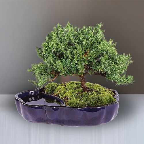 Zen Reflections Juniper Bonsai – A Timeless Gift Of Peace And Harmony | Classic Juniper Bonsai