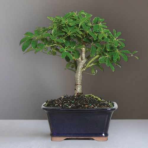 Lush Umbrella Bonsai Planter – A Charming Gift Of Growth And Serenity | Umbrella Bonsai Elegance