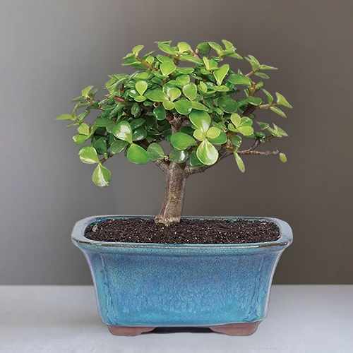 Succulent Jade Bonsai Tree – A Symbol Of Prosperity, Luck, And Lasting Beauty | Succulent Jade Bonsai Garden