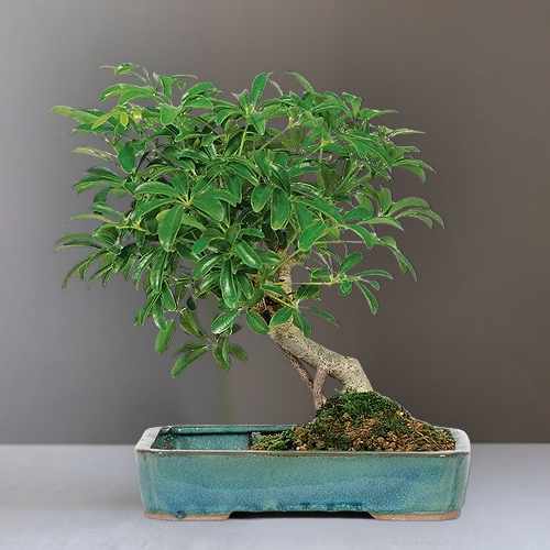 Umbrella Bonsai Mirror Pool Planter – A Serene Gift Of Harmony And Beauty | Elegant Umbrella Bonsai Tree