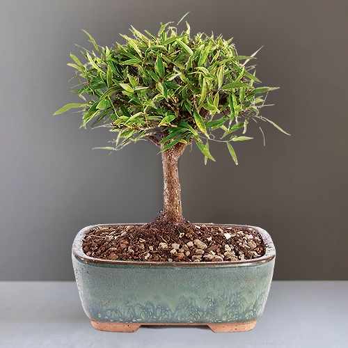 Narrow Leaf Ficus Bonsai Planter – A Timeless Gift Of Elegance And Harmony | Graceful Ficus Bonsai Tree