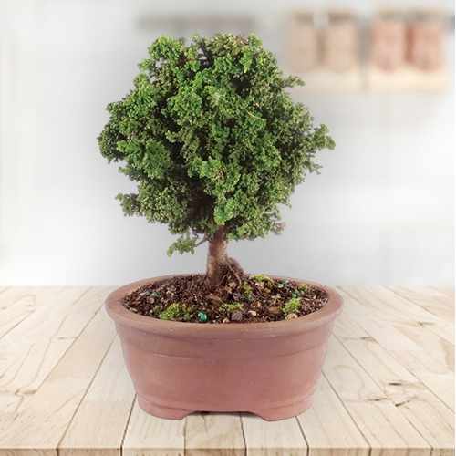 Dwarf Hinoki Cypress Bonsai Tree – A Timeless Symbol Of Beauty And Harmony | Dwarf Hinoki Bonsai Tree