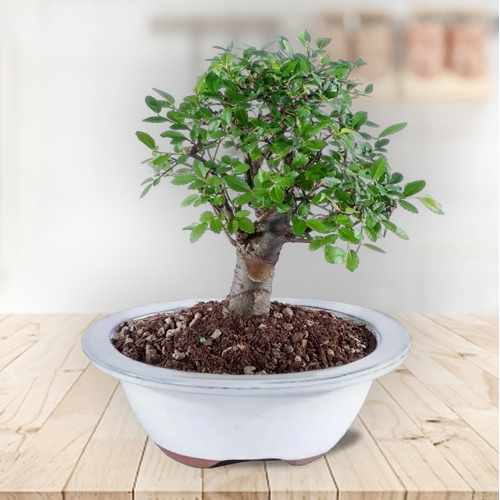 Chinese Elm Potted Bonsai Plant – A Classic Gift Of Harmony And Growth | Graceful Chinese Elm Tree