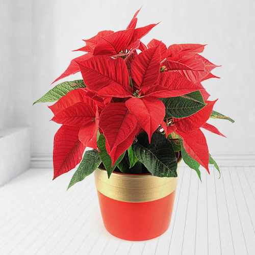 Online Indoor Potted Plant Delivery in USA - Gift Basket