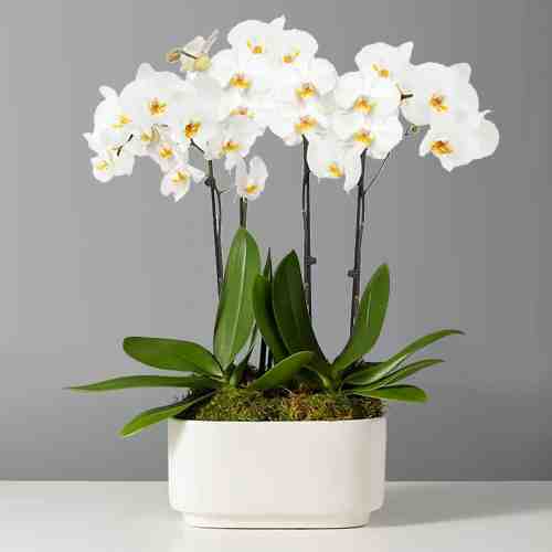 White Orchid Plants-Plants To Send For Sympathy