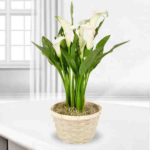 White Calla Lily Plant-Plants For Sympathy Gifts