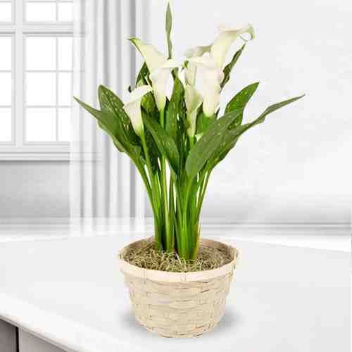 - Plants For Sympathy Gifts | White Calla Lily Plant