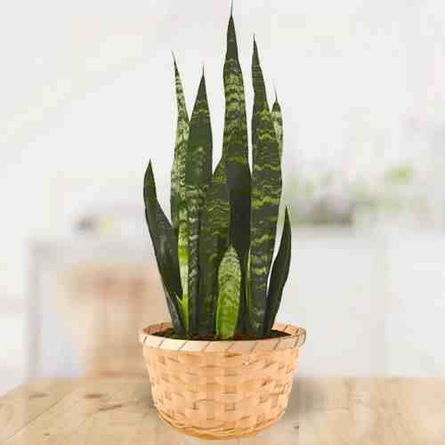 Snake Plant-Send Plants For Funeral