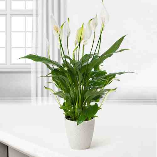 Peace Lily plant-Send A House Plant