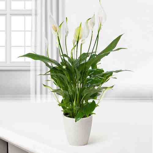 - Send A House Plant | Peace Lily plant