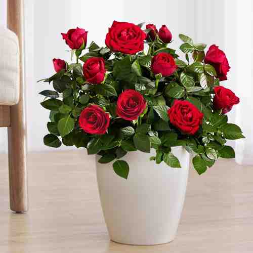 Mini Red Rose plant-Send Houseplant Gift