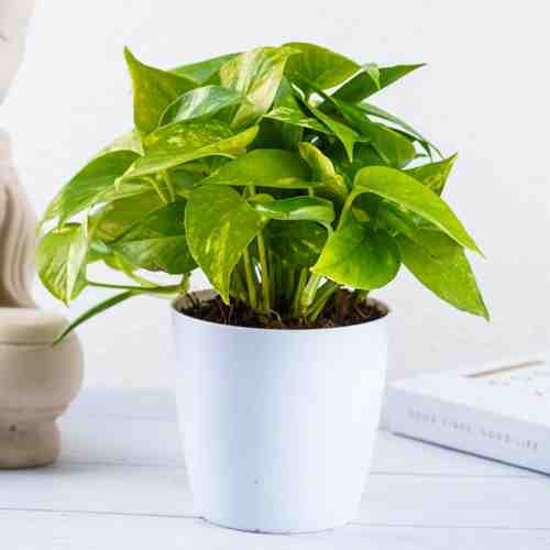 Pothos Plant-Send A Houseplant