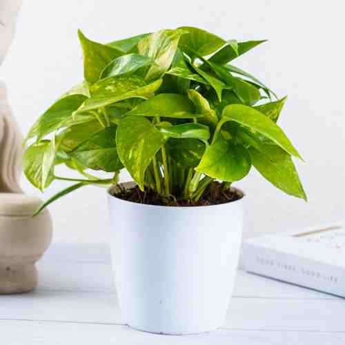 - Send A Houseplant | Pothos Plant