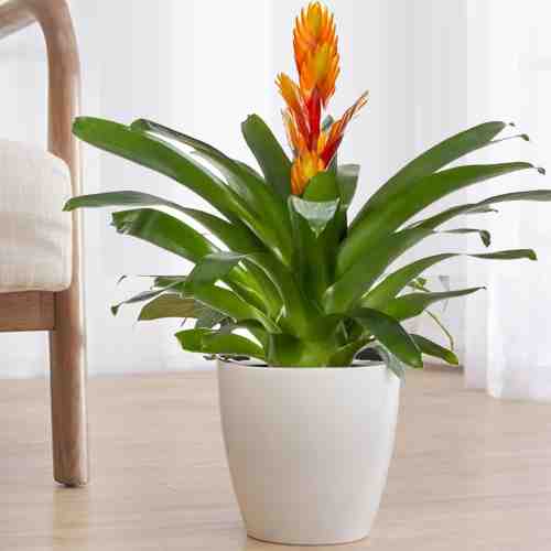 Orange Bromeliad Plant-Send House Plants Gift
