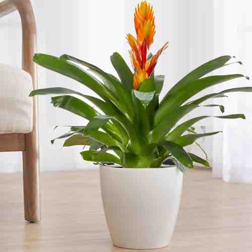 - Send House Plants Gift | Orange Bromeliad Plant