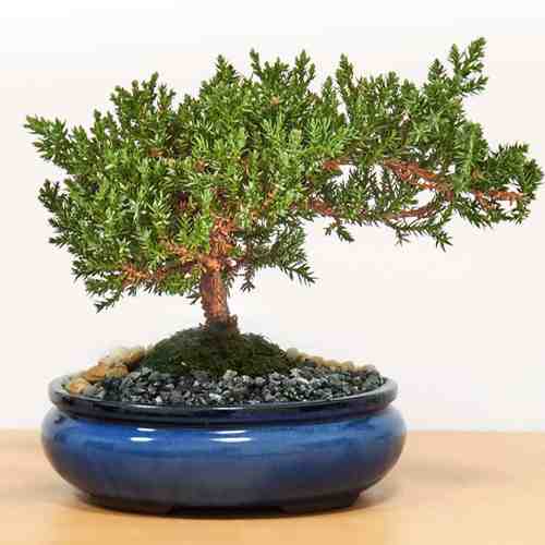 Juniper Bonsai Tree-Bonsai Tree Gift Delivery