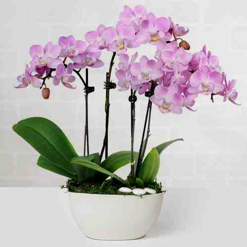 Double Pink Orchids-Orchid Plant Delivery