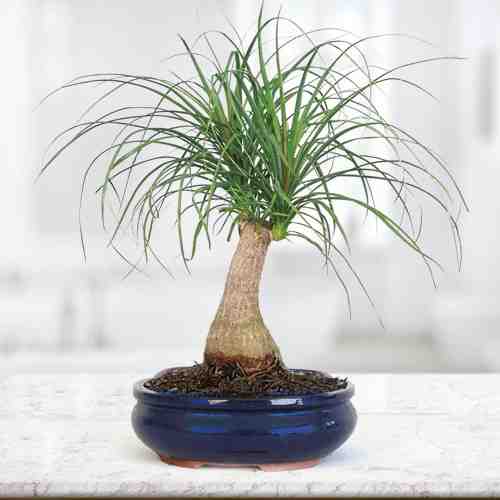 Palm Potted Tree-Florist Plant Delivery