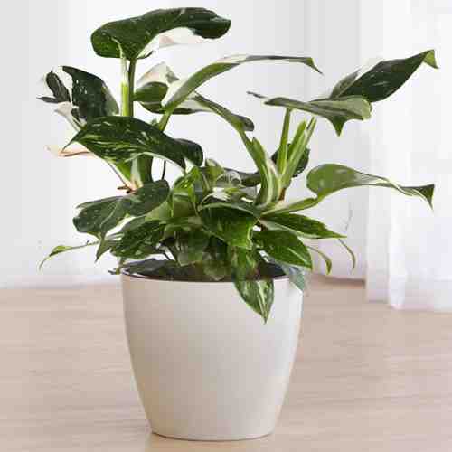 Philodendron Plant-Send A Housewarming Plant
