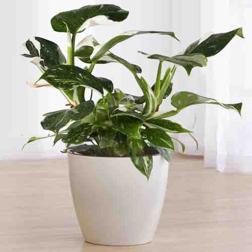 - Send A Housewarming Plant | Philodendron Plant