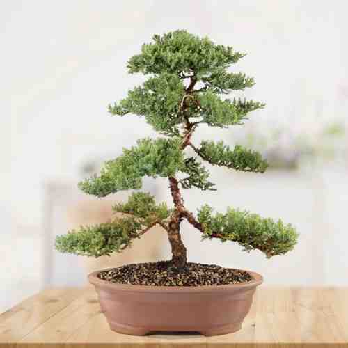 Premium Juniper Bonsai Tree-Send Someone A Bonsai Tree