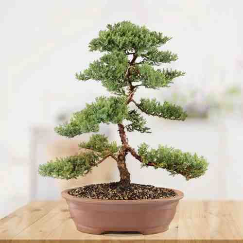 - Send Someone A Bonsai Tree