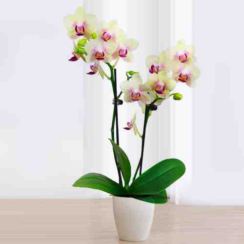 Single Yellow Orchid Plant-House Plant Gifts Delivered